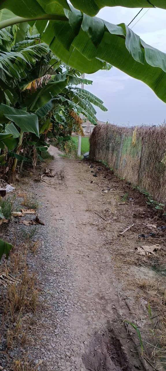 Đất Farm ấp Mỹ Chánh 5, xã Hậu Mỹ Bắc A, huyện Cái Bè, 35.000m² - Giá chỉ 1.4 tỷ!