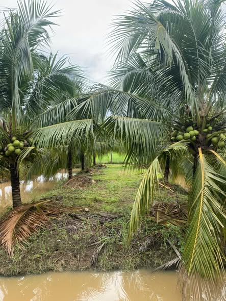 Bán đất vườn dừa 1300m² thôn Bình Lâm - Giá 760 triệu, đầu tư sinh lời!