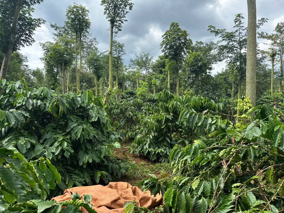 Farm Cuôr Đăng Cư M'gar 6020m² giá 4.3 tỷ - Đầu tư sinh lời hấp dẫn!