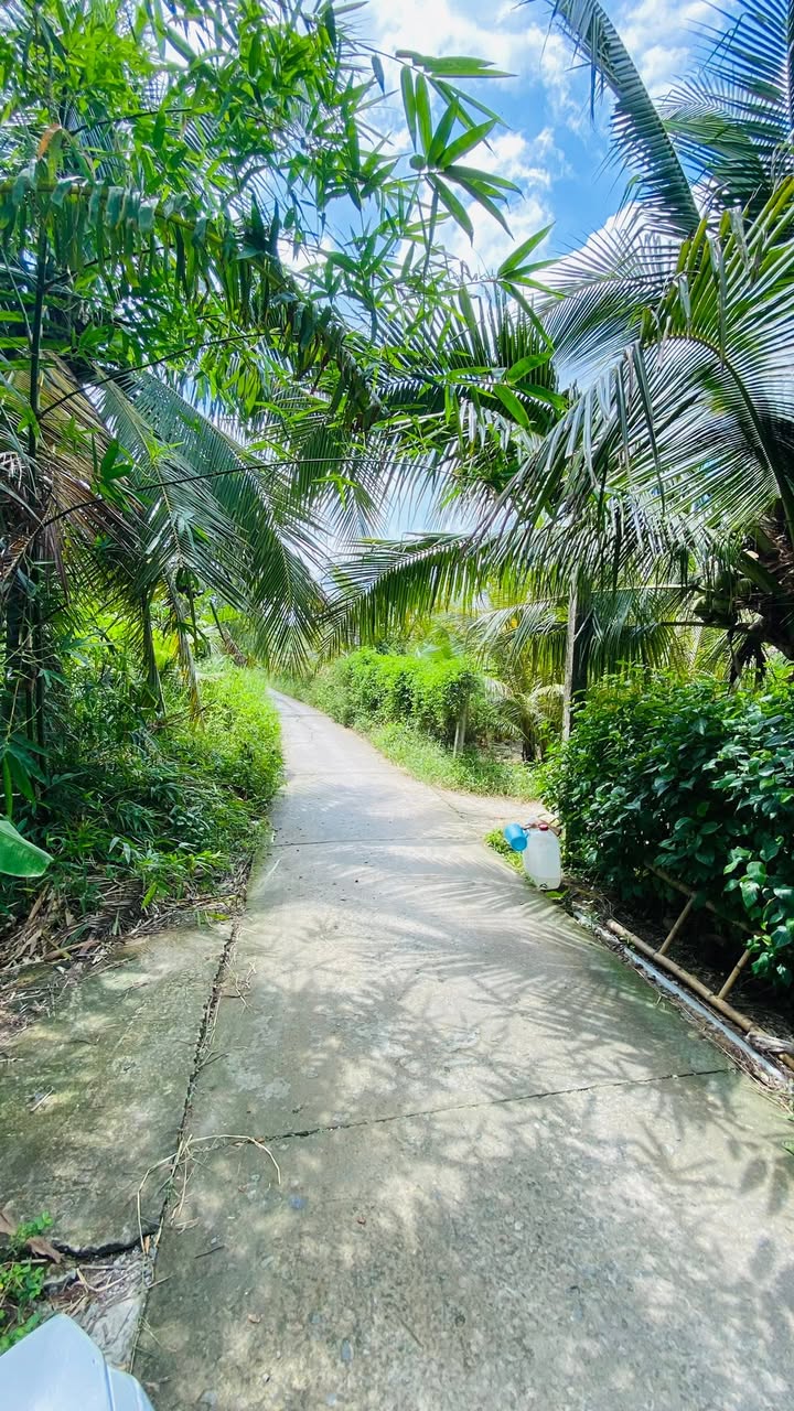 Đất vườn 6,5 công xã Phong Nẫm, Giồng Trôm giá 1.512 tỷ - Cơ hội đầu tư tuyệt vời!