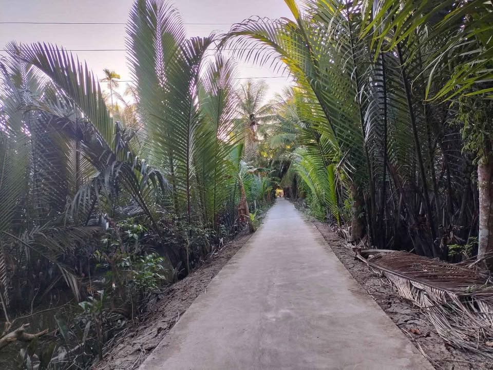 Đất nền 350m² tại Châu Hòa, Giồng Trôm - Giá chỉ 420 triệu VND!