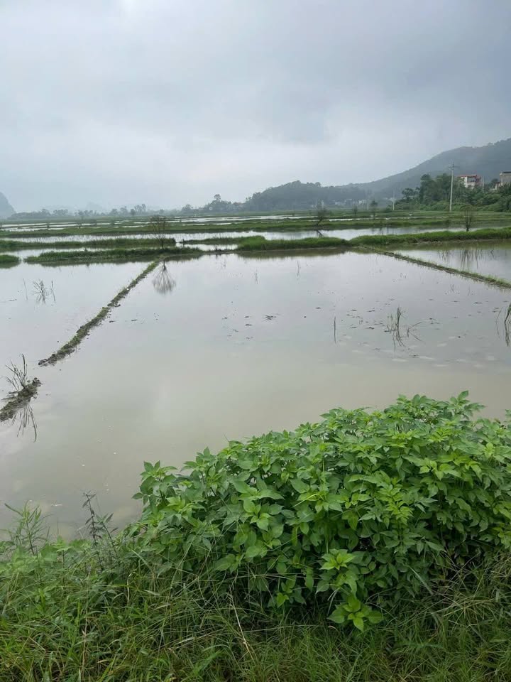 Lô đất Phường Đông Tiến, Thanh Hóa 150m² giá 1.6 tỷ - Vị trí vàng, tiềm năng phát triển!