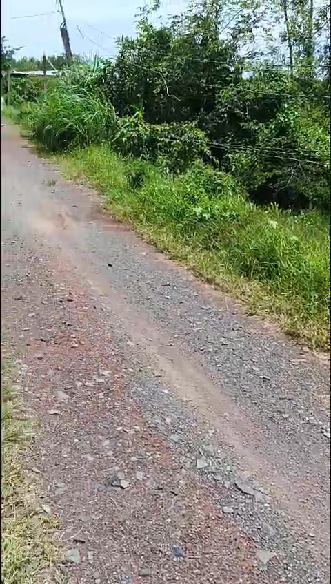 Đất nền 728m² tại Ấp 4, Bình Thành, Đức Huệ, Long An - Quy hoạch đất ở, giá chỉ 450 triệu!