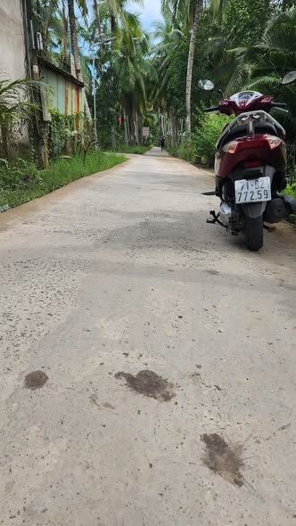 Bán vườn dừa 13500m² tại Tân Phú Tây, Bến Tre - Giá chỉ 2.95 tỷ!