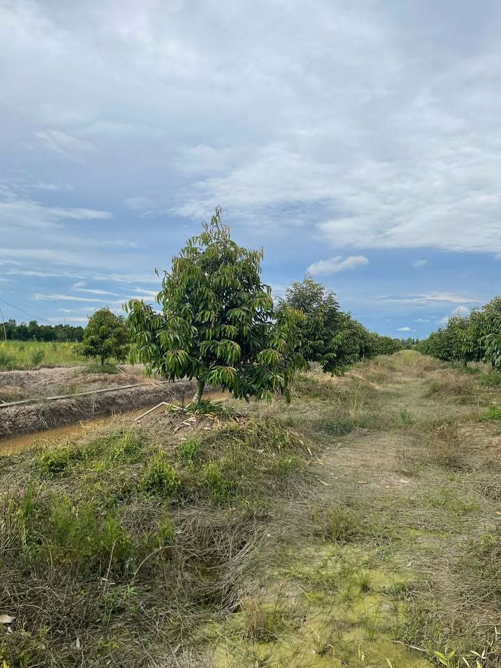 Farm cho thuê tại Tháp Mười, Đồng Tháp 48.000m² - Giá chỉ 12 triệu/năm!