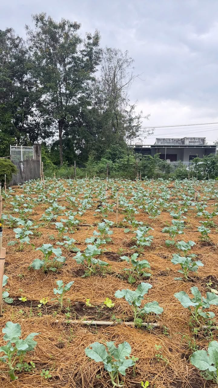 Đất thổ cư thôn 1, Ea Kao 150m² giá 990 triệu - Tiềm năng sinh lời cao!