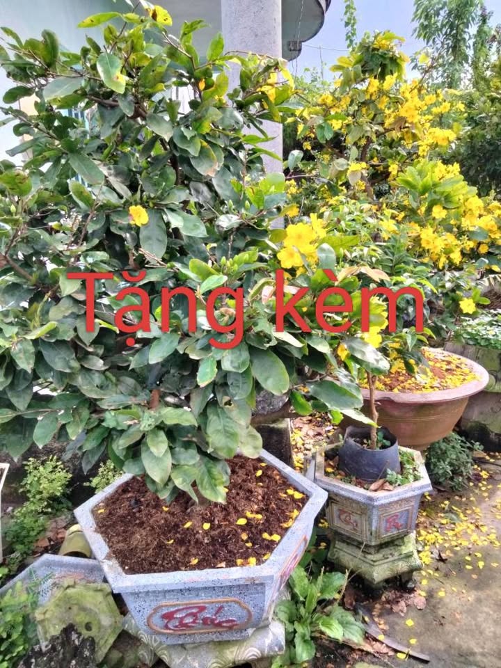 Đất mặt tiền Hắc Dịch, Phú Mỹ 405m² giá 3.8 tỷ - Đầu tư sinh lời ngay!