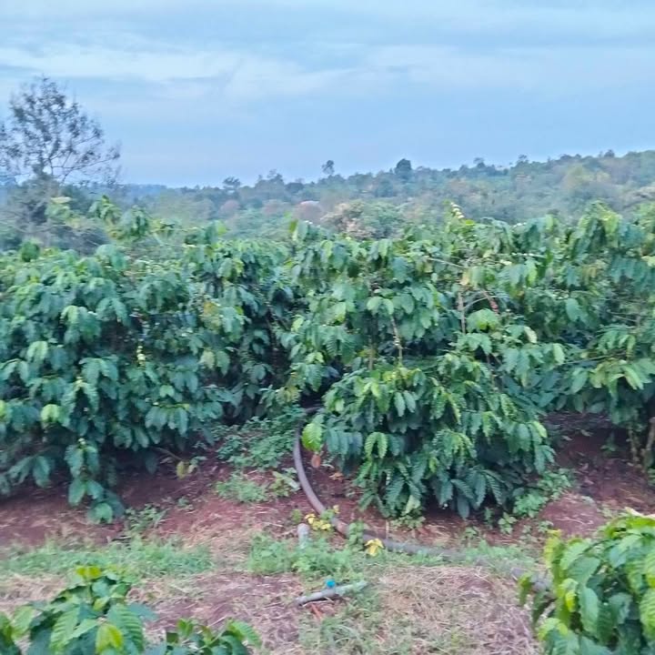 Đất nền Ia Hrung, Ia Grai, Gia Lai 40.000m² - Giá chỉ 1 tỷ VND, cơ hội đầu tư tuyệt vời!