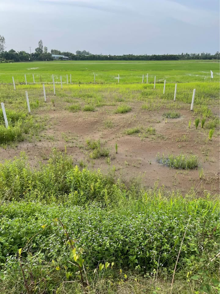 Đất nền Tân Hội Trung 300m² giá 440 triệu - Đầu tư sinh lời tương lai!