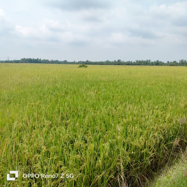 Đất nền 14,200m² tại xã Tân Hòa, Vĩnh Long - Giá chỉ 190 triệu - Cơ hội đầu tư tuyệt vời!