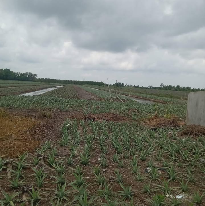 Đất vườn 30 công tại xã Vĩnh Viễn, huyện Long Mỹ, Hậu Giang - Giá 3 tỷ, bán gấp!