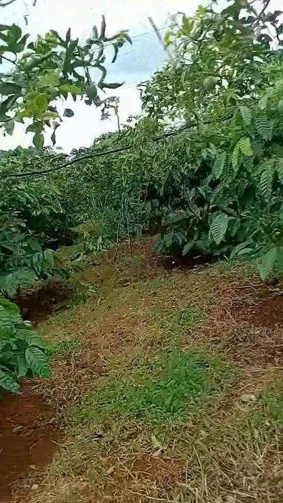 Đất farm 5 sào cà phê tại Ia Băng, Đăk Đoa - Giá thỏa thuận hấp dẫn!