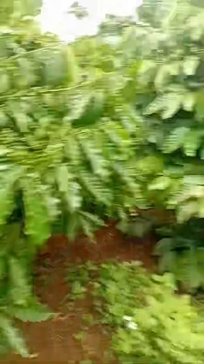 Lô đất rẫy cà phê 18.000m² tại Ia Pết, Đăk Đoa - Đầu tư sinh lời ngay!