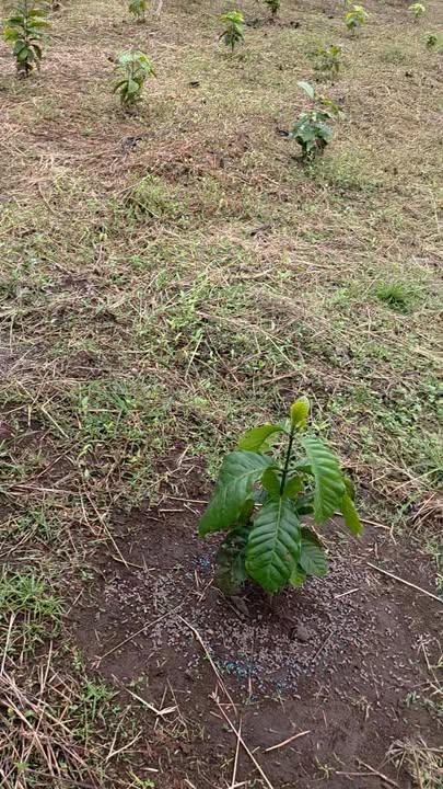 Đất nền Quảng Hiệp Cư M'gar 1ha chỉ 175 triệu - Cơ hội đầu tư tuyệt vời!