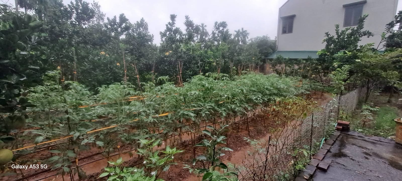 Đất thổ cư tại Hoàng Diệu, Chương Mỹ 395m² giá 3.95 tỷ - Cơ hội đầu tư hấp dẫn!