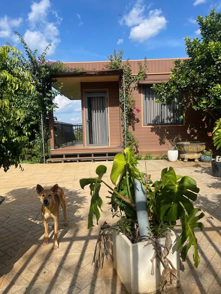 Farm Bảo Lộc 10,800m² giá 5.4 tỷ - Đầu tư sinh lời từ vườn sầu riêng