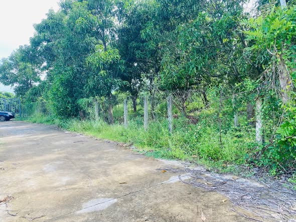 Đất quy hoạch Cây lâu năm tại Suối Cát, Cam Lâm, 945m² giá 879 triệu - Pháp lý rõ ràng!