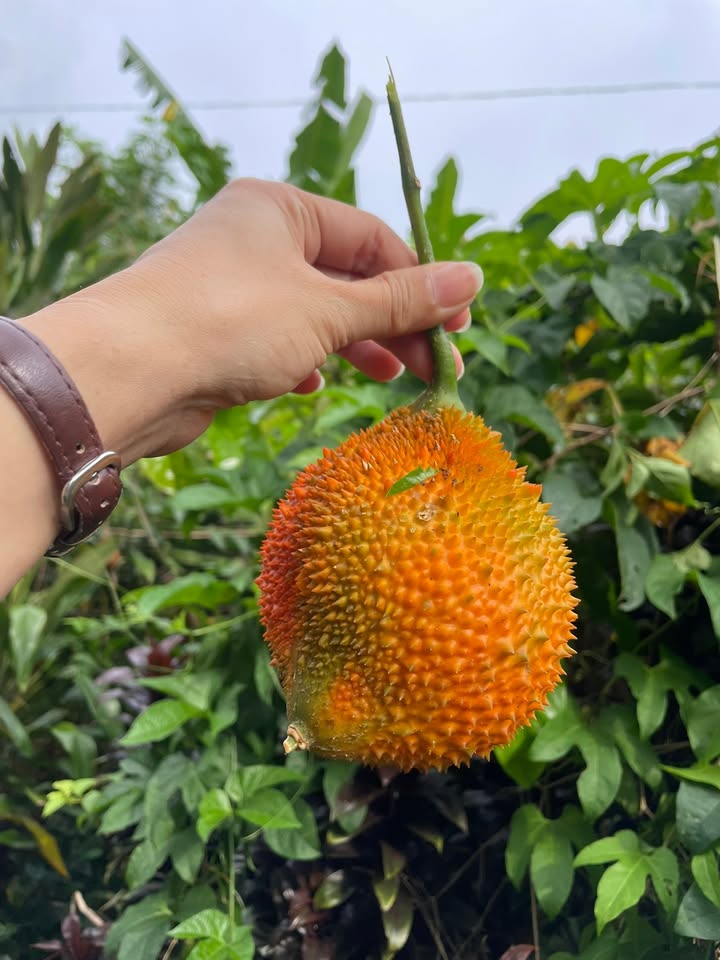 Đất thổ cư 101m² phường Đông Thành Vĩnh Long giá 440 triệu - Sẵn sàng đầu tư!