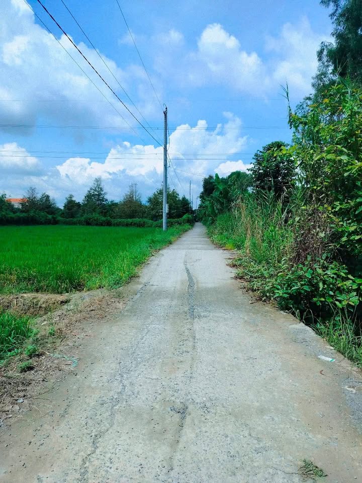 Đất Lúa Mặt Tiền 46m tại Thanh Bình, Đồng Tháp - Giá chỉ 1.5 tỷ!