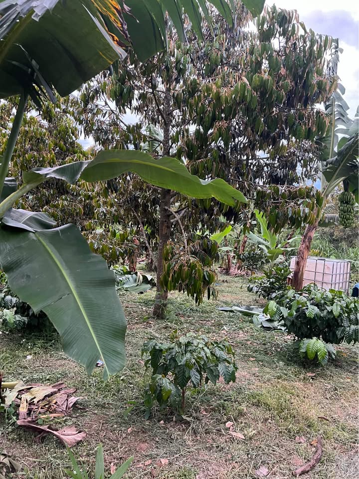 Đất Lộc Nam Bảo Lâm 3600m² giá 610 triệu - Sổ hồng chính chủ!