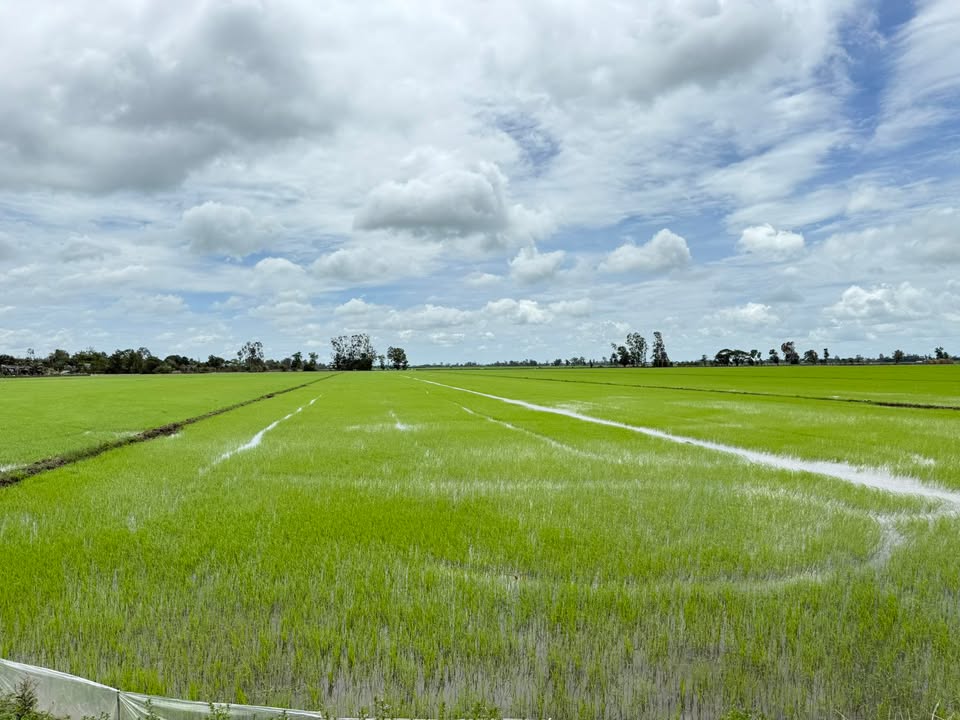 Đất nông nghiệp An Châu 28 công giá 3.024 tỷ - Sổ hồng chính chủ, thương lượng tốt!