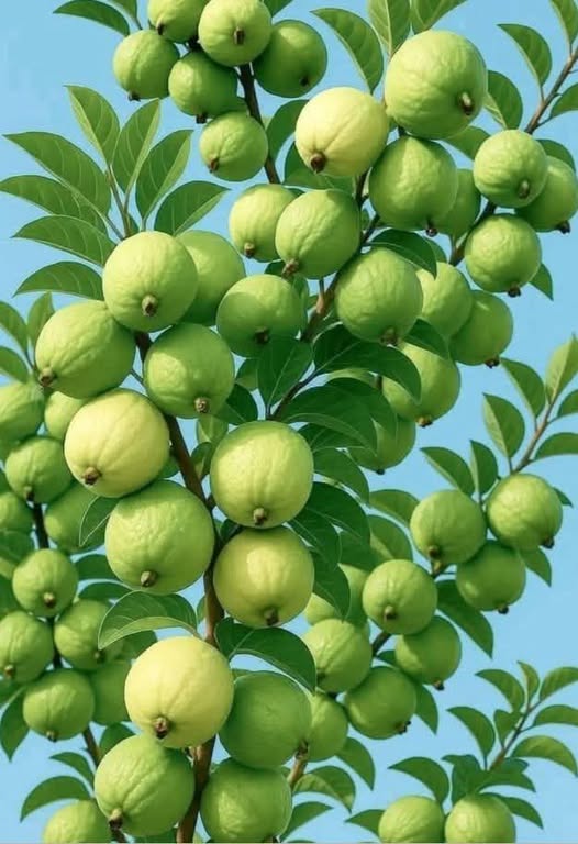 Đất nền Phú Thịnh 8000m² giá 1 tỷ - Mặt tiền đường bê tông rộng rãi!