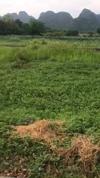 Đất nền Gia Hưng, Gia Viễn 150m² giá chỉ 1xxx triệu - Hướng Nam thuận lợi!