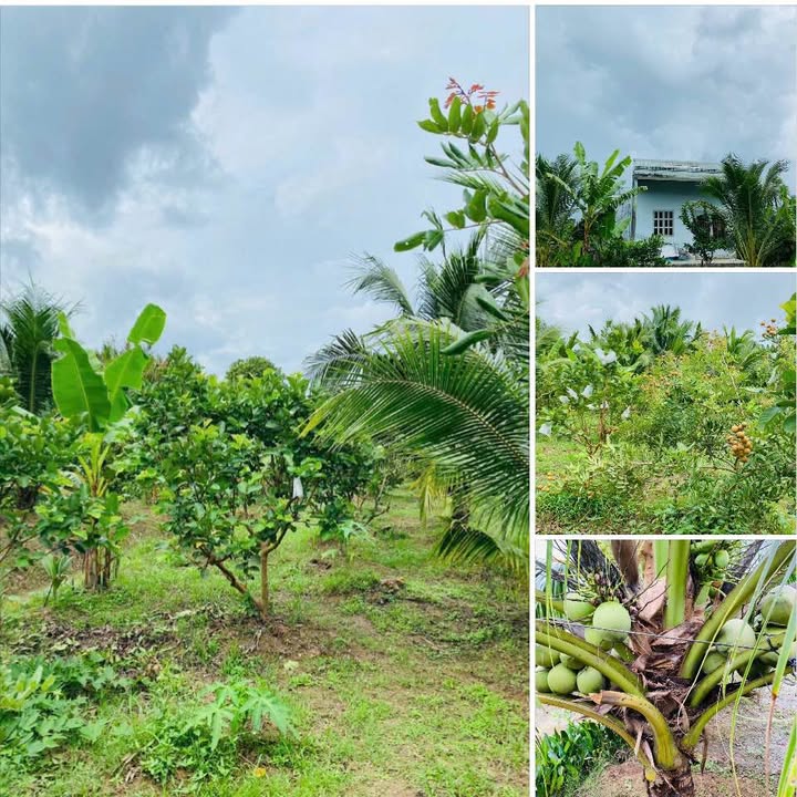 Đất vườn Quới Sơn 6800m² giá chỉ 520 triệu - Cơ hội đầu tư tuyệt vời!