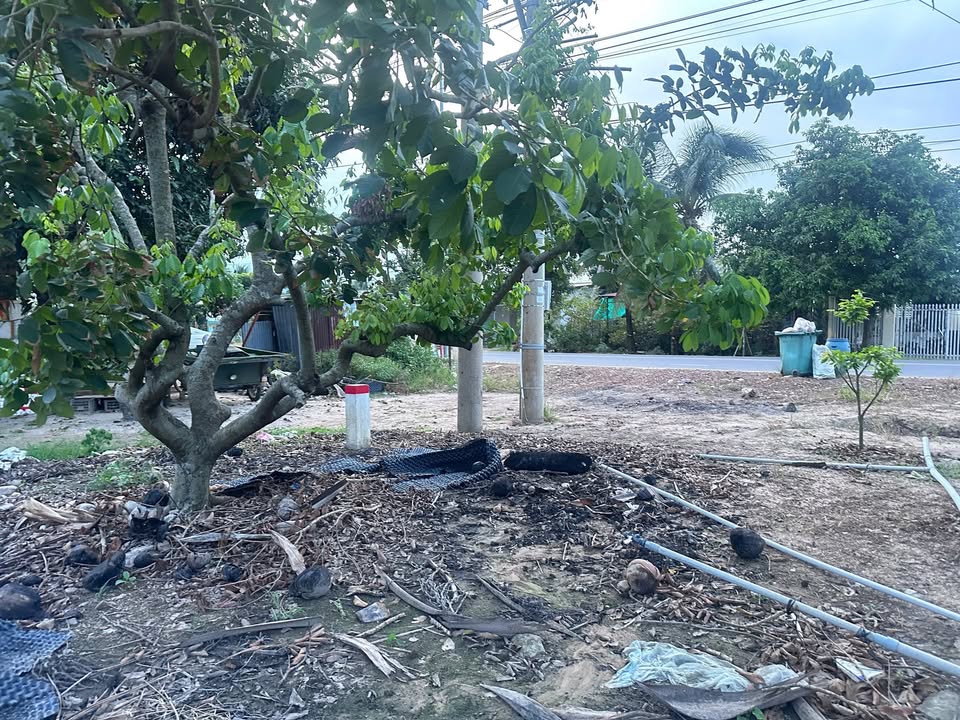 Đất thổ cư mặt tiền DT795, Thạnh Đông, Tân Châu, Tây Ninh 700m² - Đầu tư sinh lời hấp dẫn!