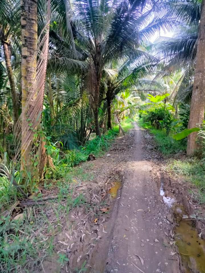 Bán đất vườn và đất lúa 14.678m² tại Thanh Nguyên A - Giá chỉ 2.4 tỷ VND