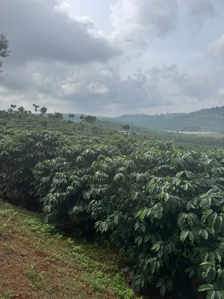 Đất nền Tân Lâm Di Linh 23.000m² giá chỉ 7 tỷ - Cơ hội đầu tư không thể bỏ lỡ!