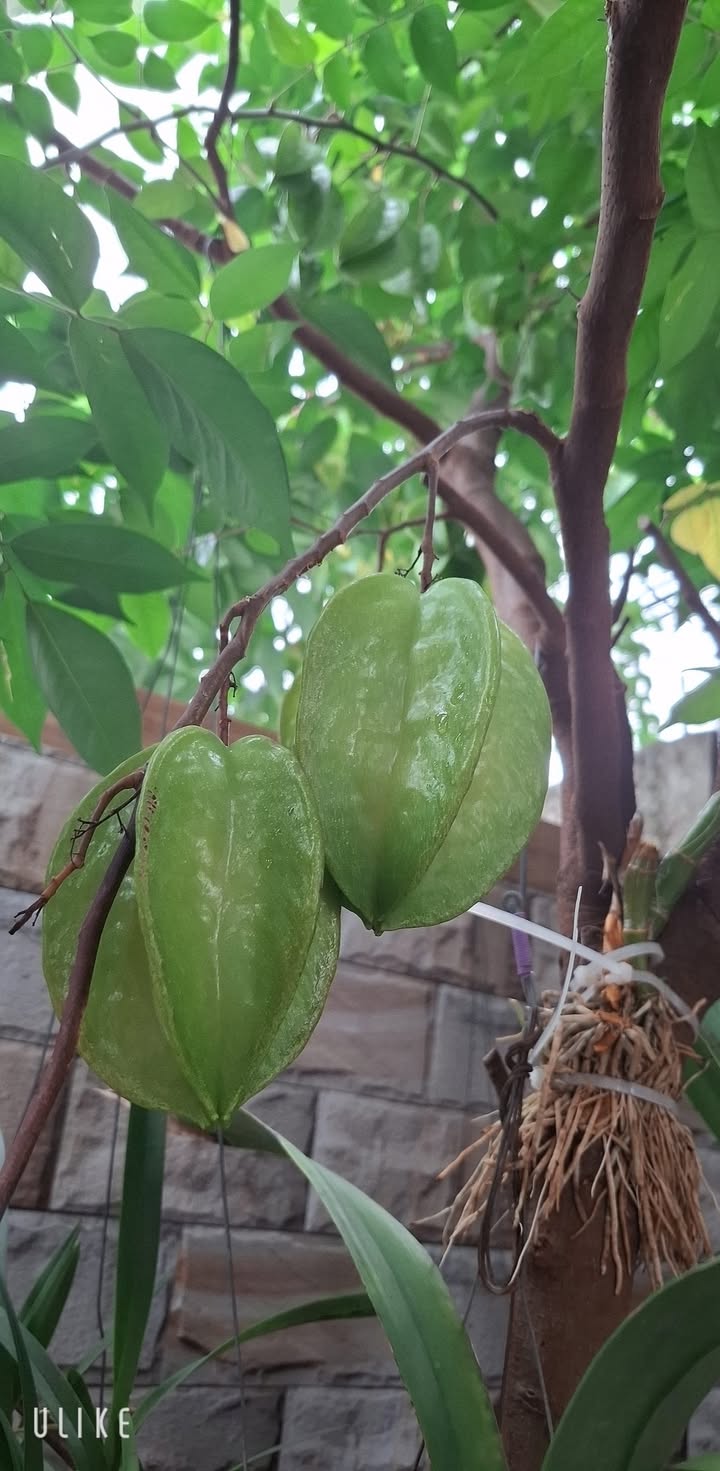 Đất nền Long Hải, Bà Rịa - Vũng Tàu 2000m² giá 3.45 tỷ - Cơ hội đầu tư vàng!