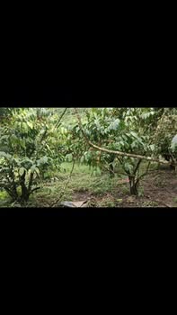 Đất nền Lộc Bảo Bảo Lâm 18.000m² giá 3.2 tỷ - Chính chủ thương lượng