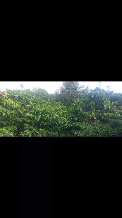 Đất nền 3,5ha xã Ia Tô, giá 8.5 tỷ - Cơ hội đầu tư hấp dẫn!