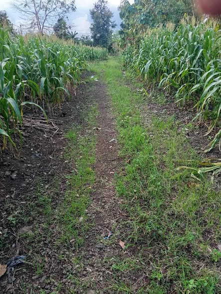 Đất nền 9 xào Tân Hòa, Buôn Đôn - Giá 1.15 tỷ, thương lượng tốt!