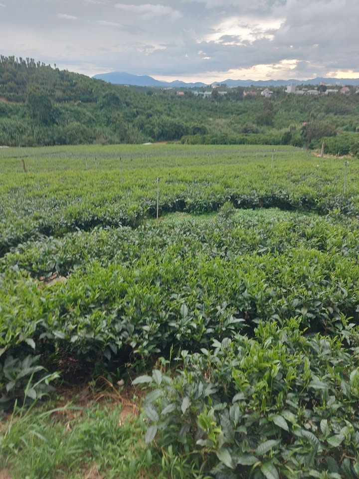 Nhà mặt tiền Quốc lộ 20, Lộc Nga, Bảo Lộc - Cho thuê giá thỏa thuận, kinh doanh thuận lợi!