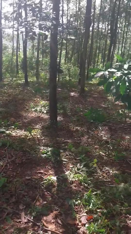 Đất nền Cư M'gar Đắk Lắk 7.600m² giá 2.3 tỷ - Cơ hội đầu tư sinh lời!