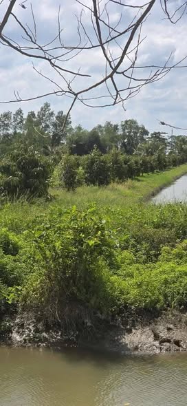 Farm 20 công sầu riêng Định Môn 300m² giá 400 triệu - Tiềm năng sinh lời cao!