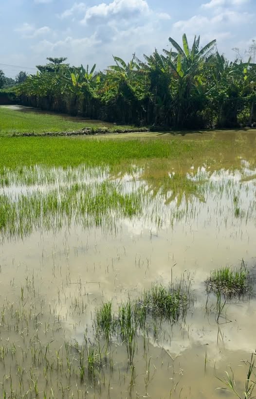 Đất nền Tân Nhựt Bình Chánh 3855m² giá 6.26 tỷ - Cơ hội đầu tư tuyệt vời!