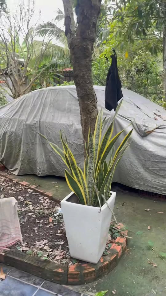 Bán đất vườn Tân Nhựt, Bình Chánh 2000m² - Giá chỉ 16 tỷ, Sổ hồng đầy đủ!