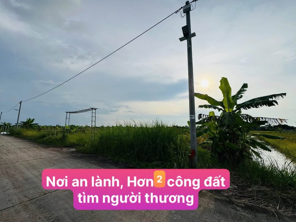 Đất vườn 2240m² tại Thạnh Lộc, An Giang - Không gian sống xanh lý tưởng!