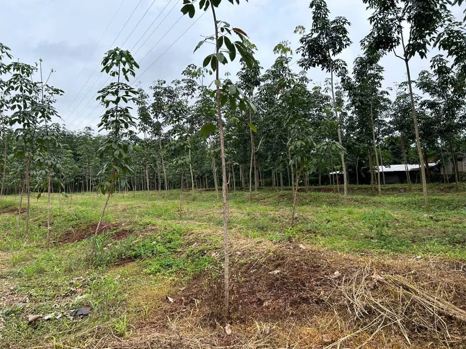 Đất Farm 1ha Lộc Thuận, Lộc Ninh - Giá Chỉ 1.35 Tỷ - Đầu Tư Sinh Lời!