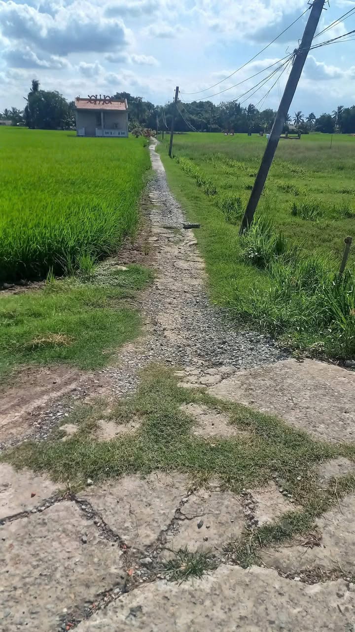 Đất lúa 3611m² tại Đức Tân, Tân Trụ, Long An - Giá chỉ 1 tỷ VND, thương lượng ngay!