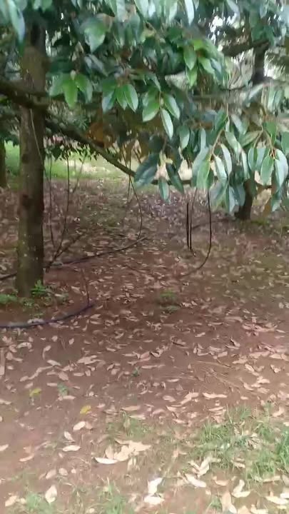 Farm Bù Đăng 3,7ha giá 5,5 tỷ - Đầu tư sinh lời nhanh chóng!