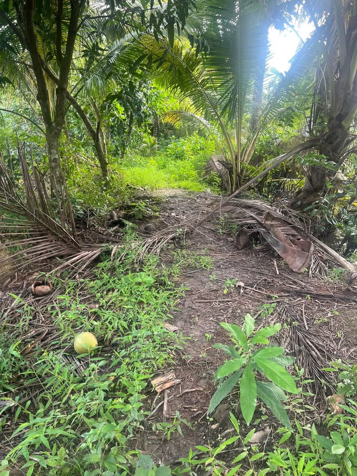 Đất thổ cư Tân Hoà, Cai Lậy 138m² giá 250 triệu - Cơ hội đầu tư hiếm có!