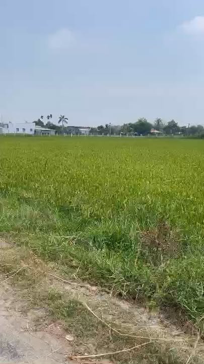 Đất nền 4300m² tại Ấp Nhơn Hòa 2, Đức Hòa - Giá chỉ 18 tỷ - Đầu tư sinh lời lý tưởng!