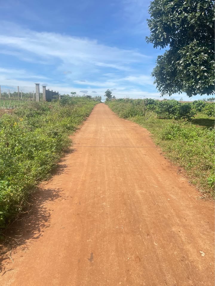 Đất nông nghiệp Trương Định, An Phú 990m² - Giá thỏa thuận nhanh chóng!