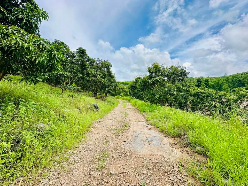 Đất vườn Diên Lâm 1,5ha giá chỉ 800 triệu - Cơ hội vàng cho nhà đầu tư!