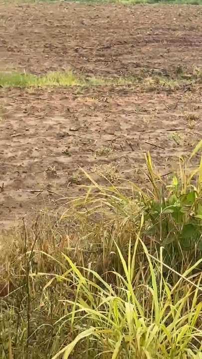 Đất Farm 10.400m² tại Ninh Hòa, Khánh Hòa chỉ 1.95 tỷ - Cơ hội đầu tư tuyệt vời!