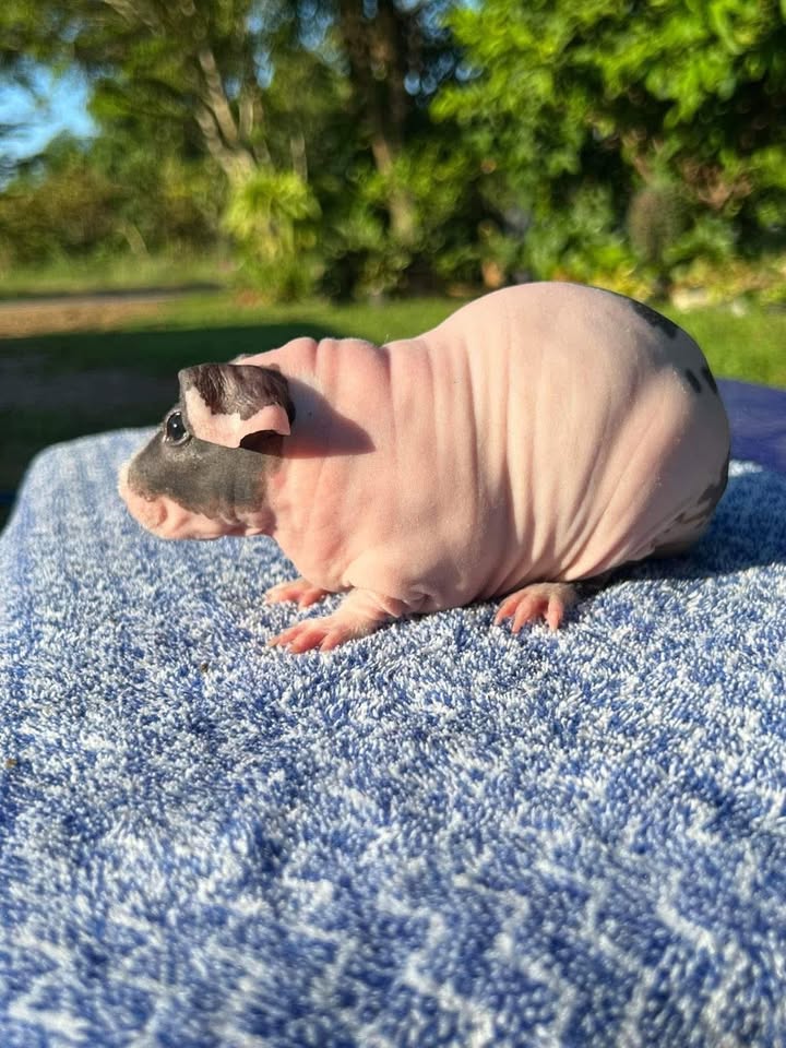 Đất thổ cư Nghĩa Thành, Châu Đức 200m² giá 33 tỷ - Tiềm năng phát triển lớn!